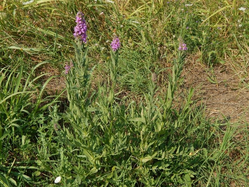 Lythrum salicaria (Mvrthales - Lythraceae)